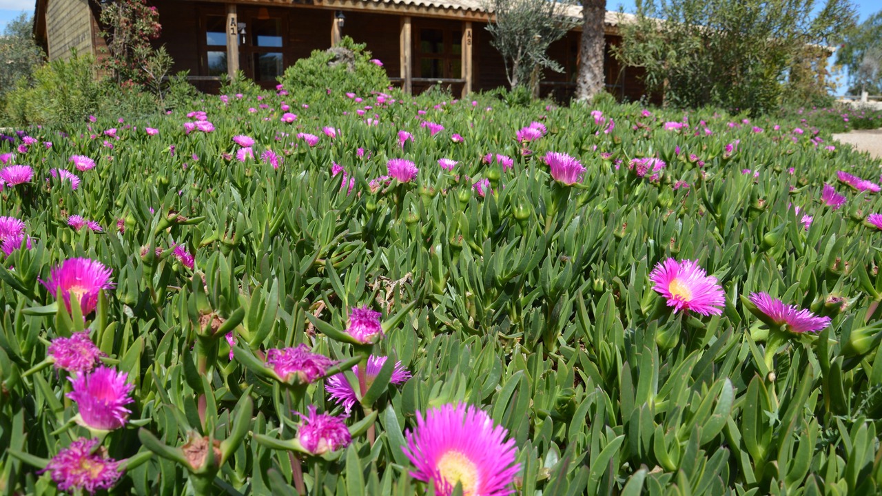 Photo of Patio Balcony in Los Montesinos