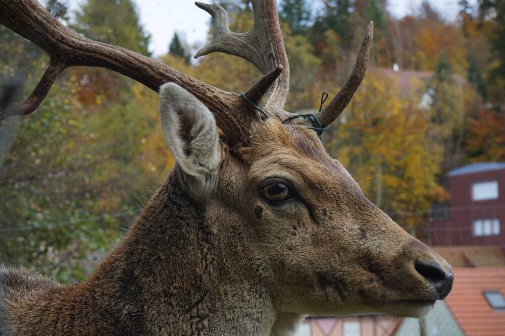 Photo of Outdoor in Le Hohwald