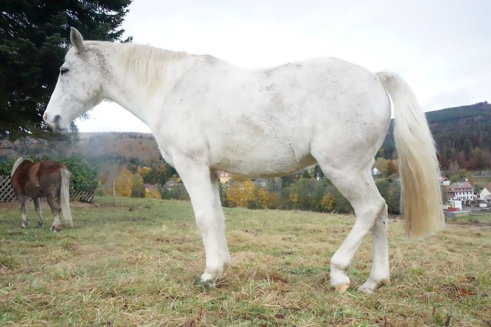 Photo of Outdoor in Le Hohwald