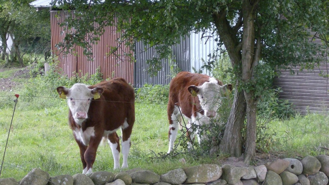 Photo of Outdoor in Padborg