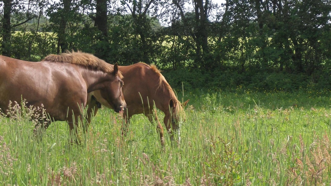 Photo of Outdoor in Padborg