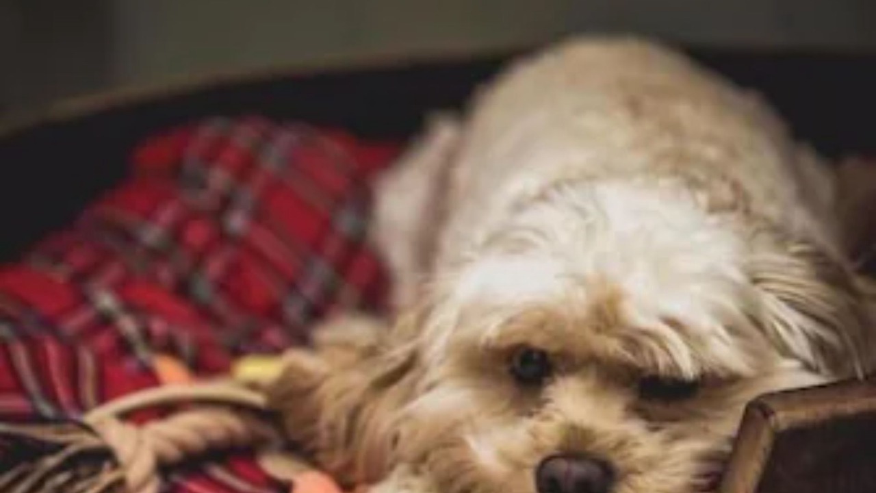 Photo of Others in Alkham