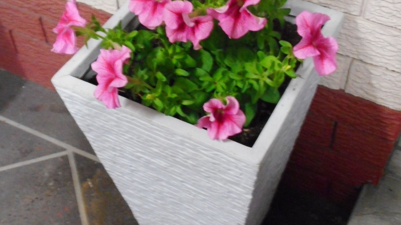 Photo of Outdoor in East Maitland