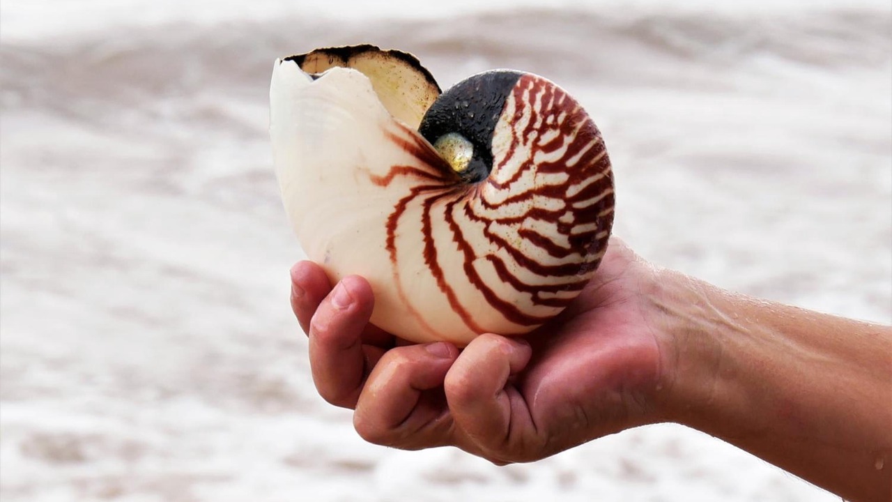 Photo of Others in Wongaling Beach