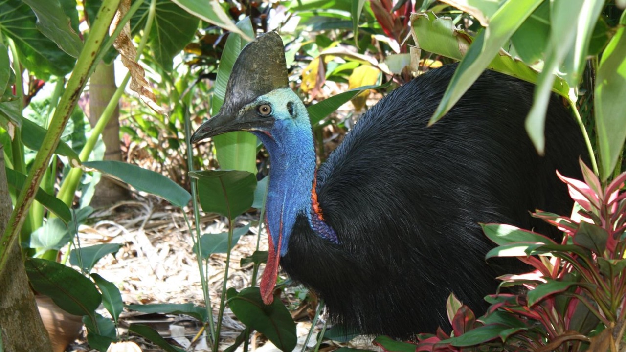 Photo of Outdoor in Wongaling Beach
