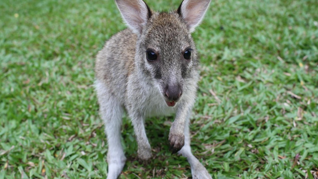 Photo of Outdoor in Wongaling Beach