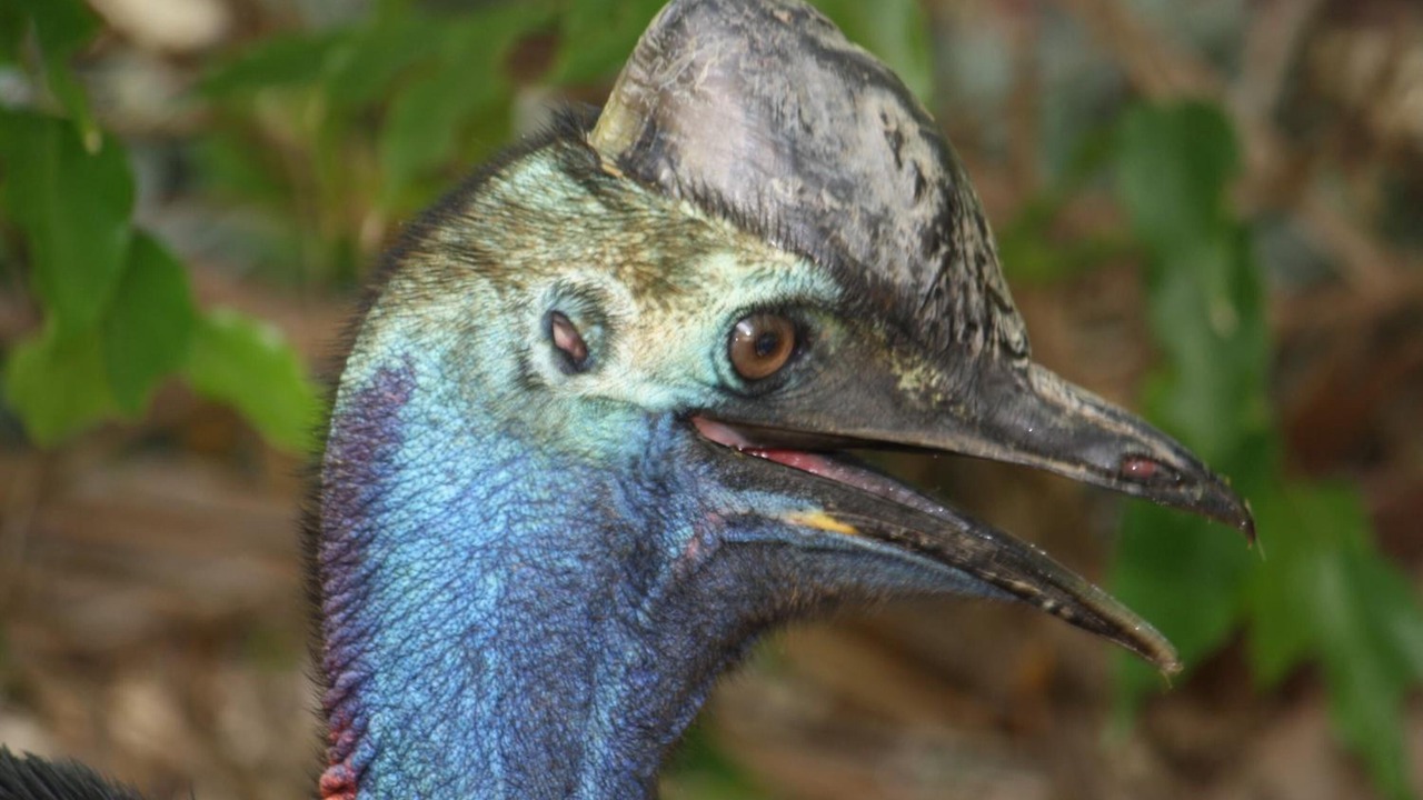 Photo of Outdoor in Wongaling Beach