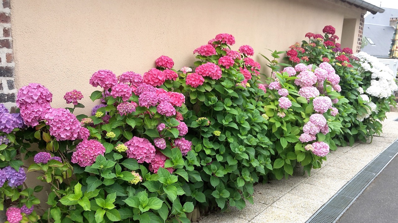 Photo of Patio Balcony in Beaumont-Pied-de-Boeuf
