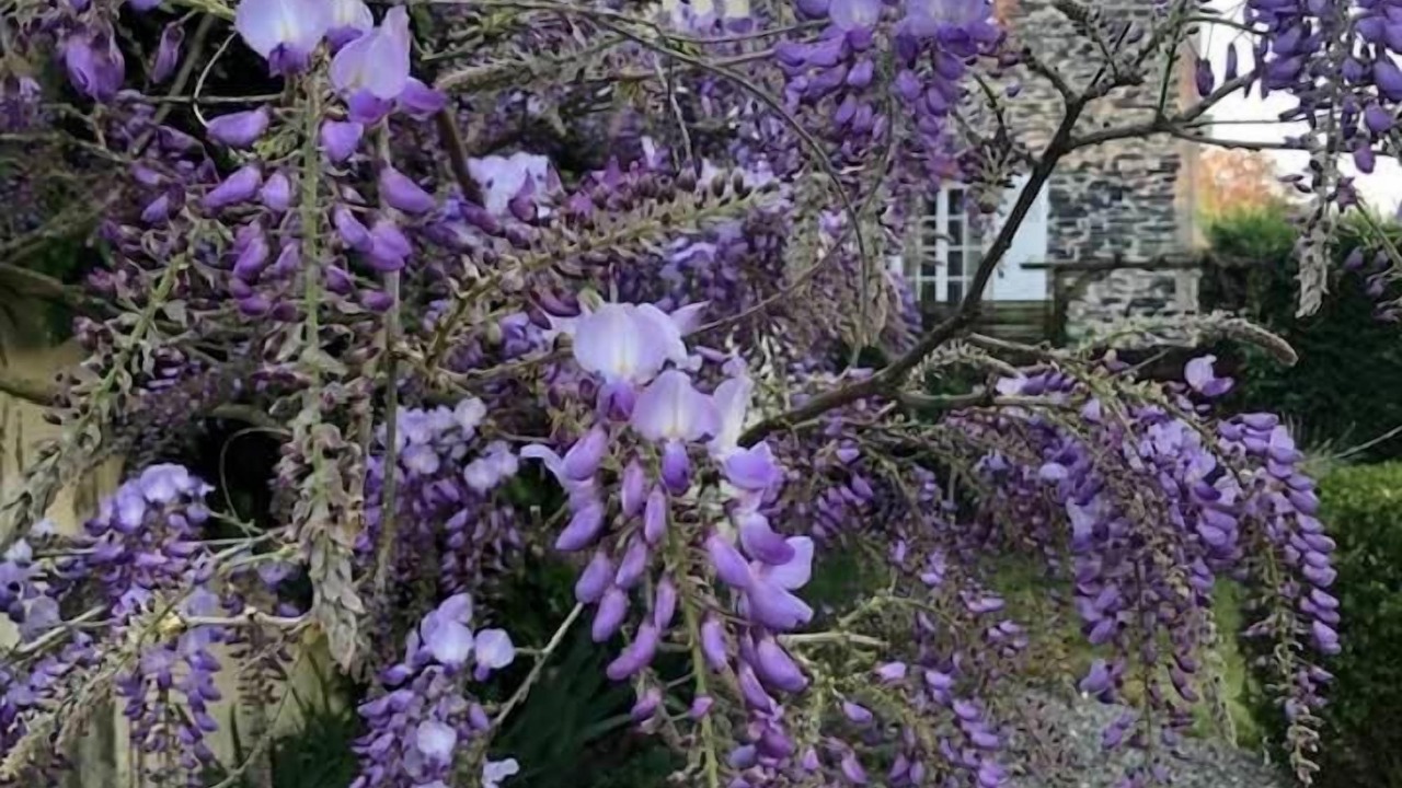 Photo of Outdoor in Combree