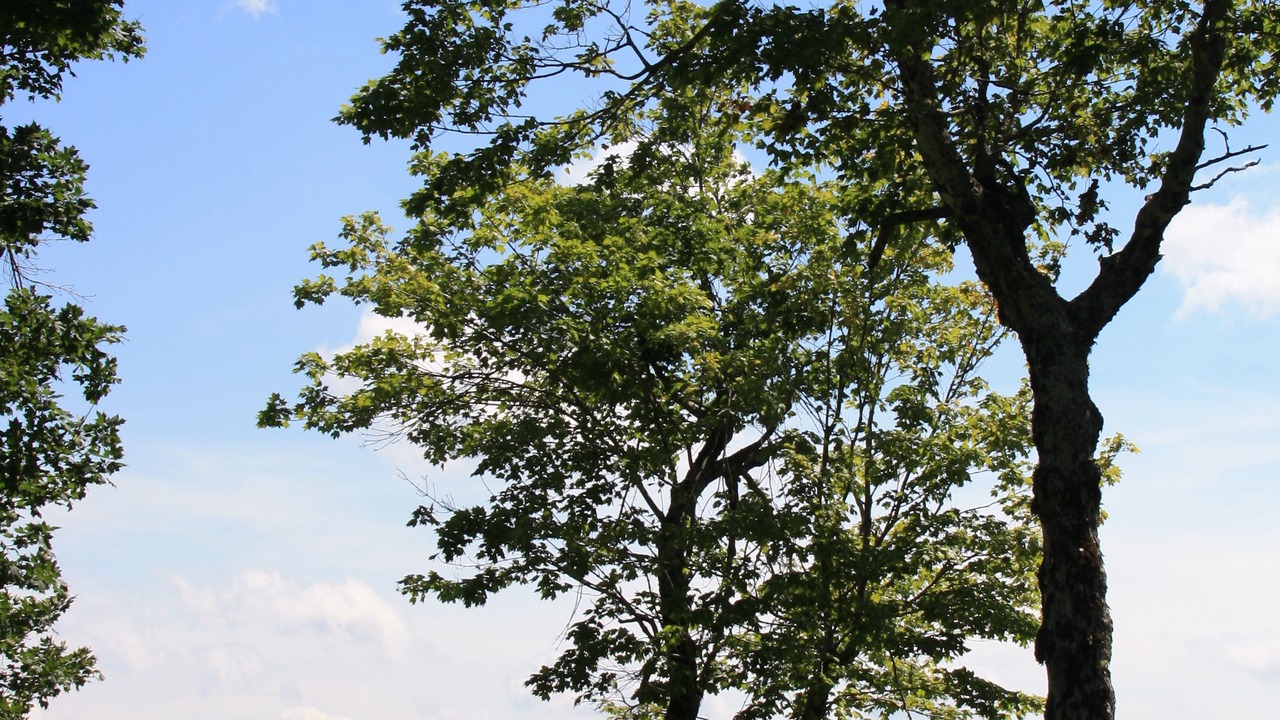 Photo of Others in Scotsburn