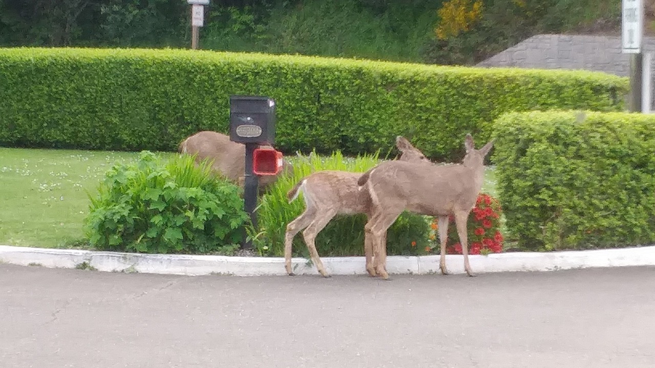 Photo of Outdoor in North Bend