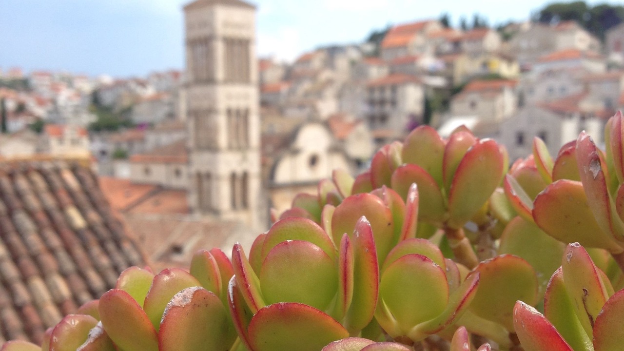 Photo of Others in Hvar Old Town
