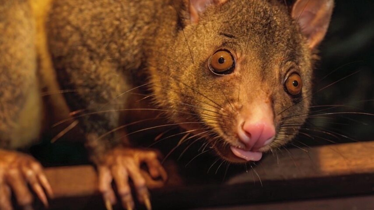 Photo of Outdoor in Buderim