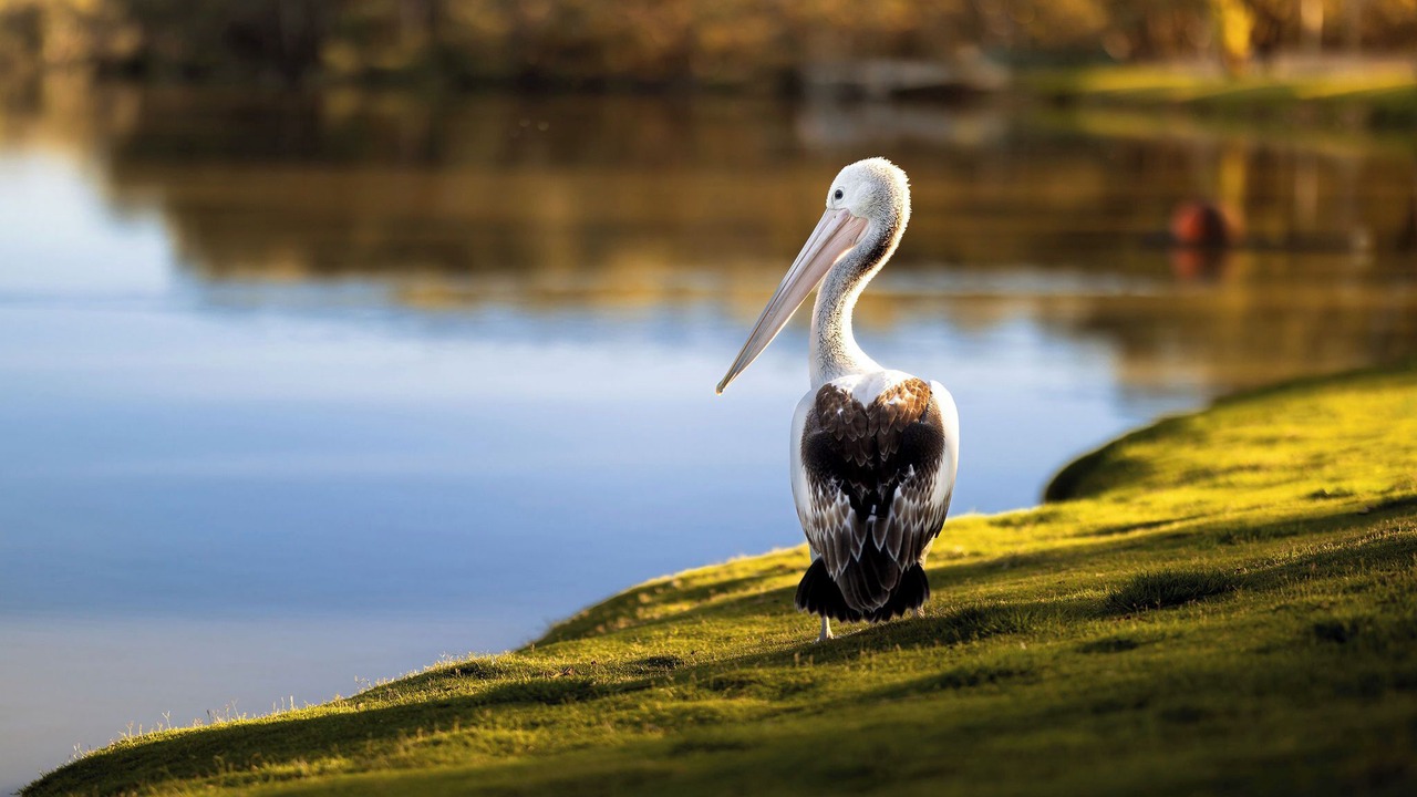 Photo of Others in Renmark