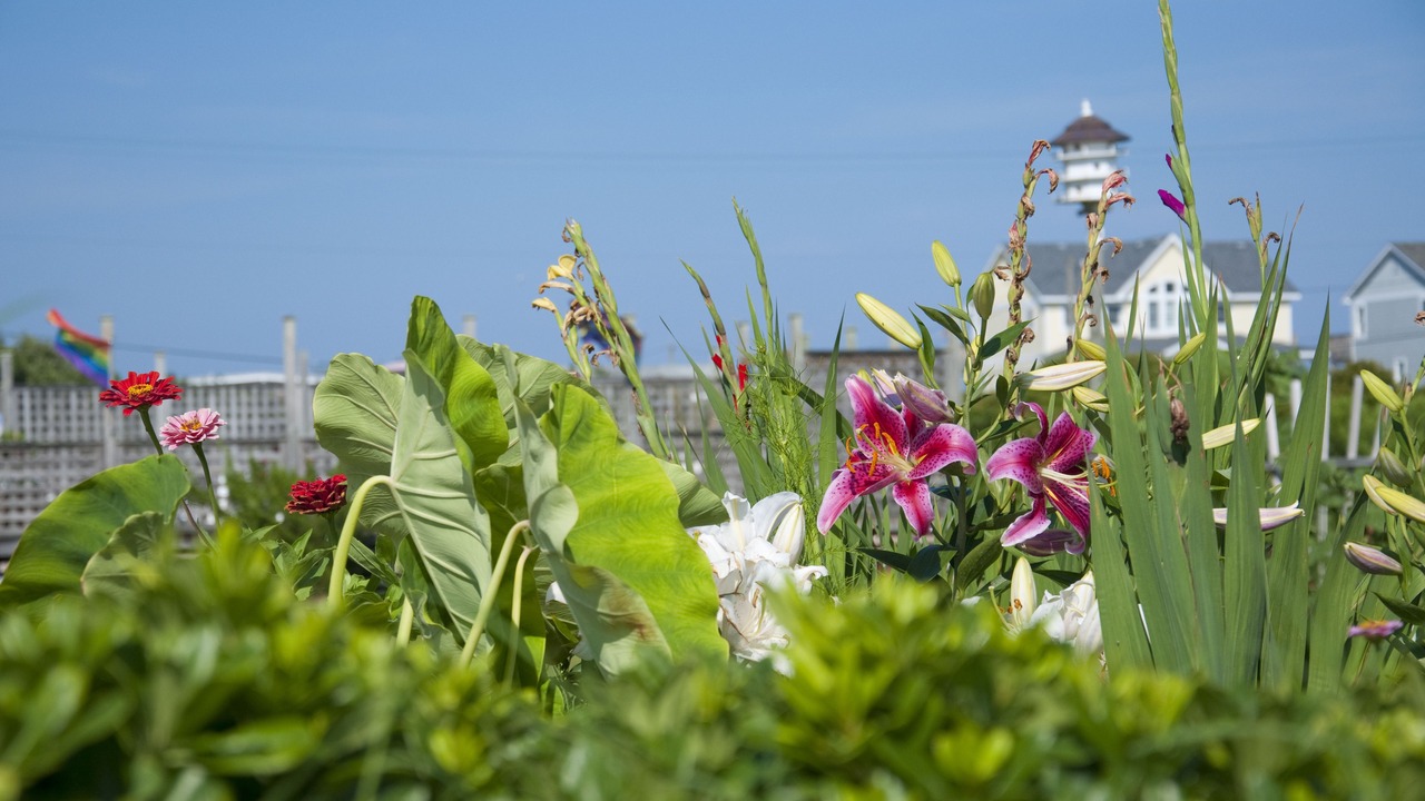 Photo of Outdoor in Nags Head