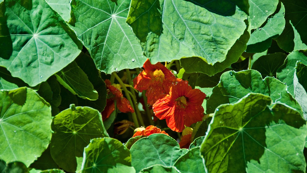 Photo of Outdoor in Nags Head