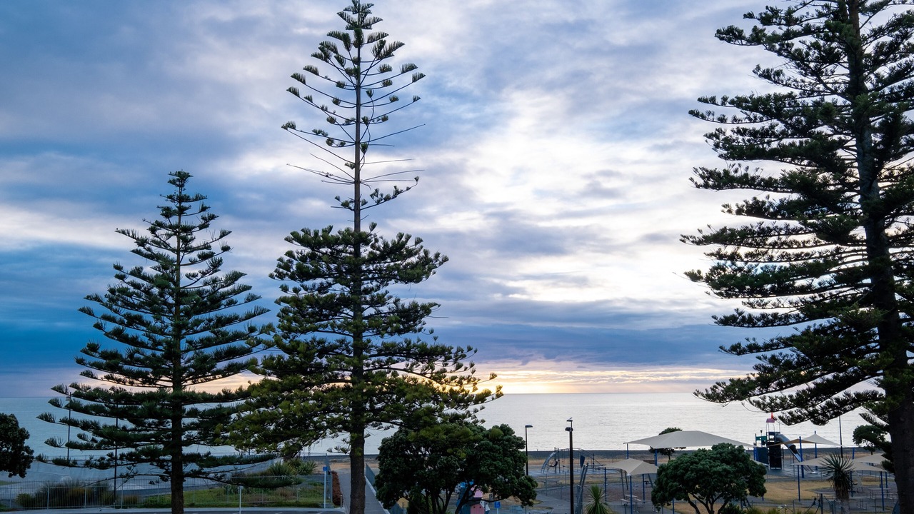 Photo of Others in Napier