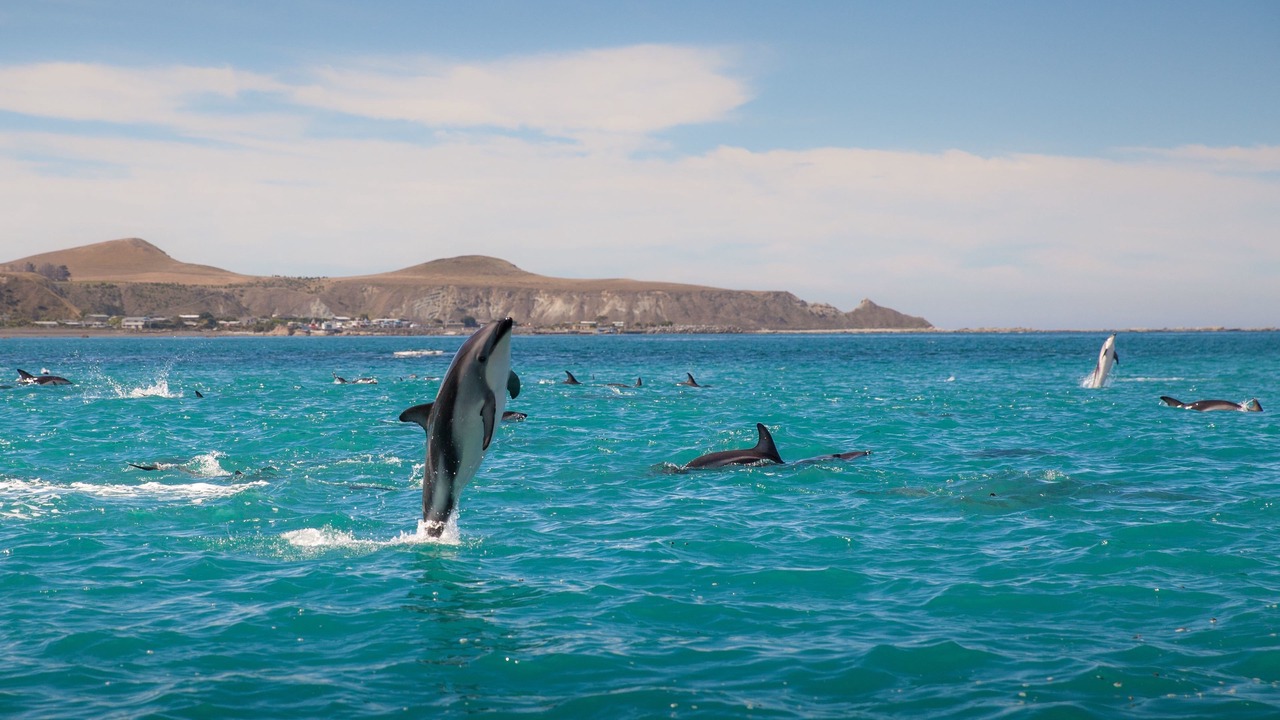 Photo of Others in Hapuku