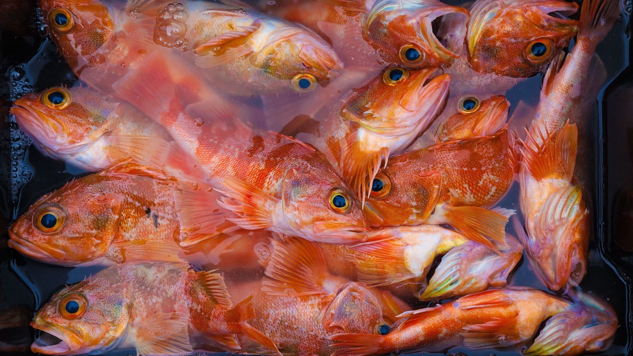 Photo of Outdoor in Hapuku