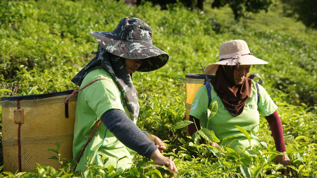 Photo of Outdoor in Ranau