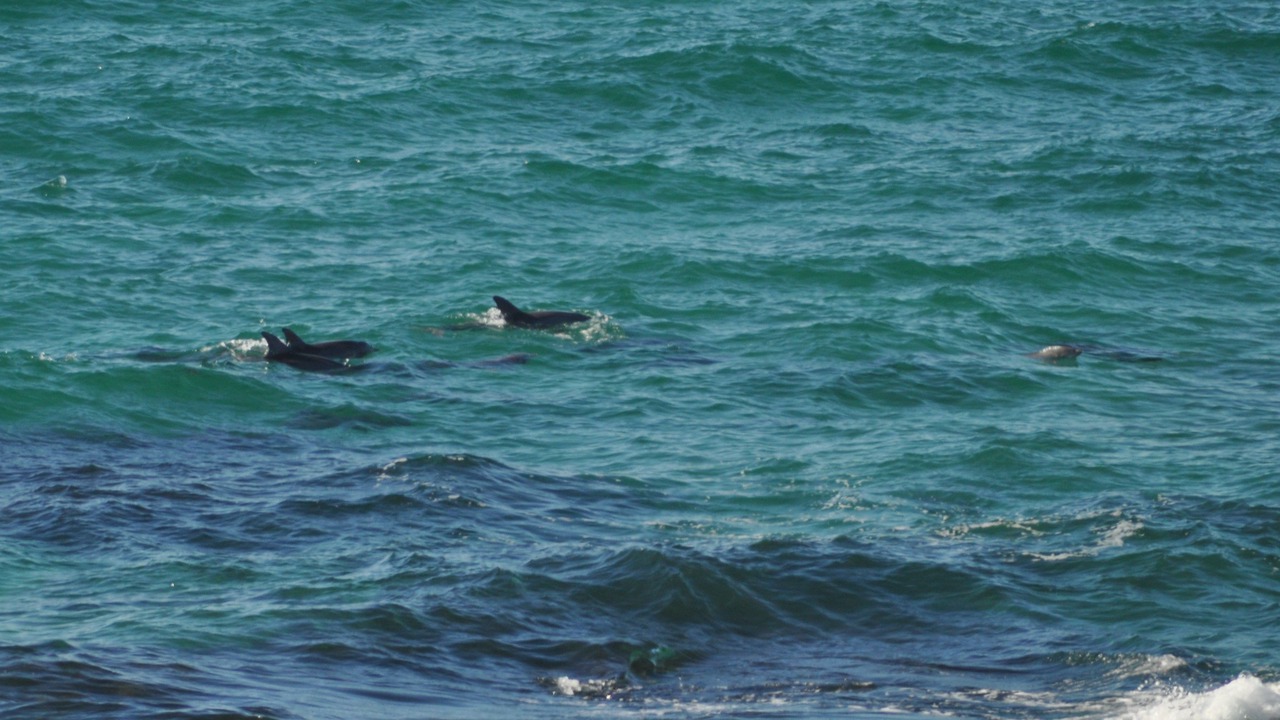 Photo of Others in Baudin Beach