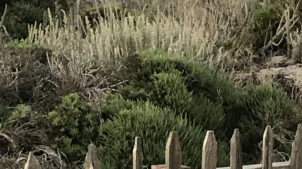 Photo of Others in Pacific Grove