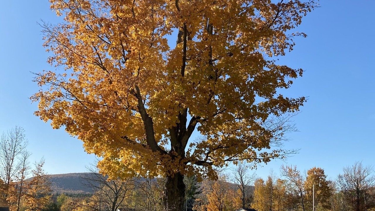 Photo of Patio Balcony in Tannersville