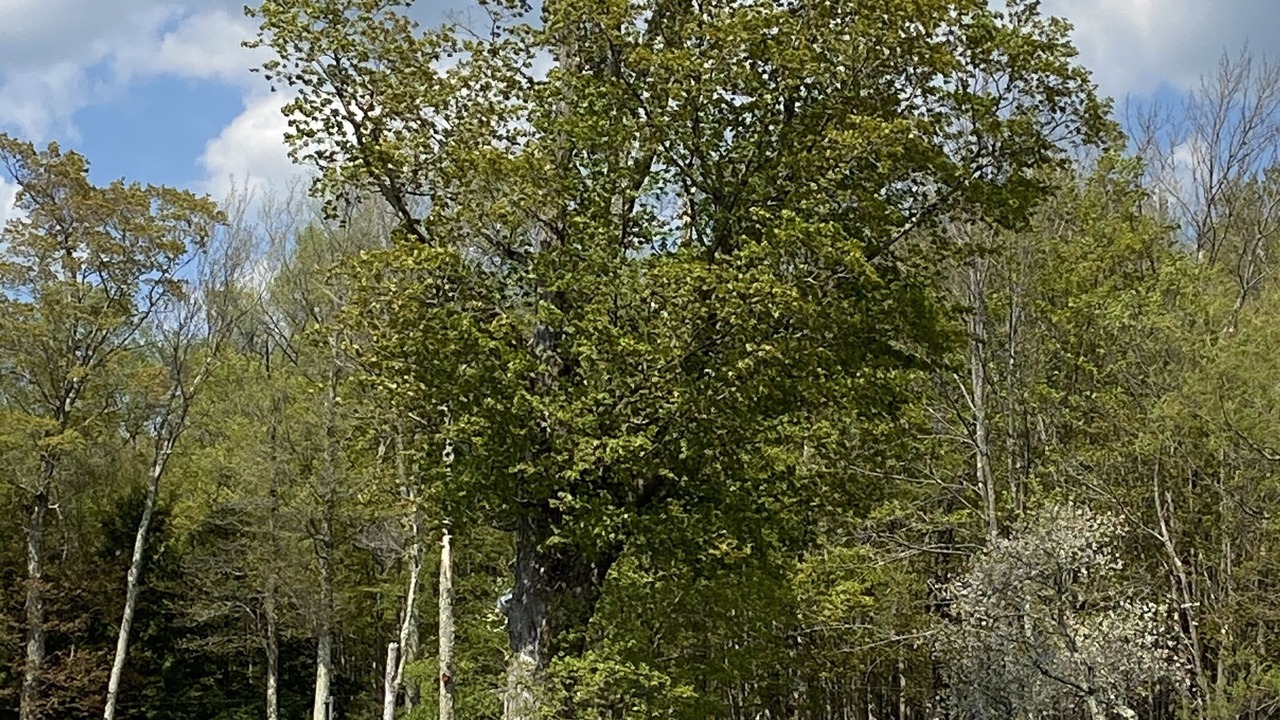 Photo of Outdoor in Tannersville