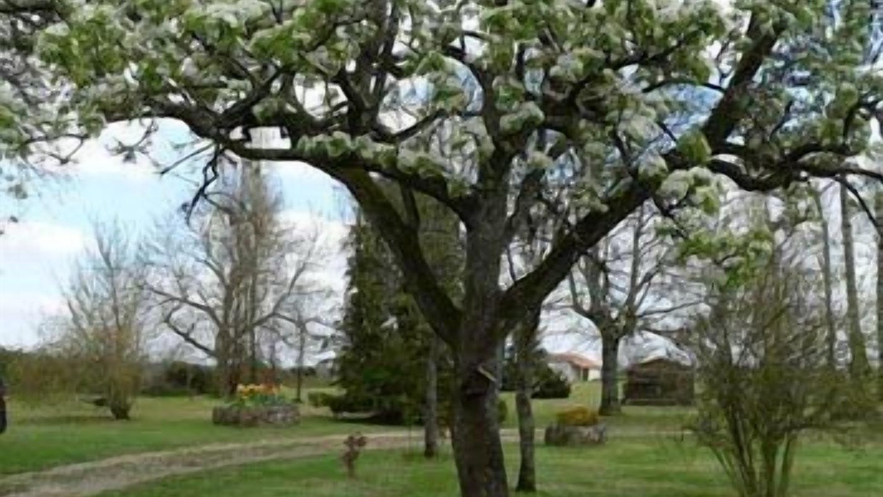 Photo of Outdoor in Bribaudon