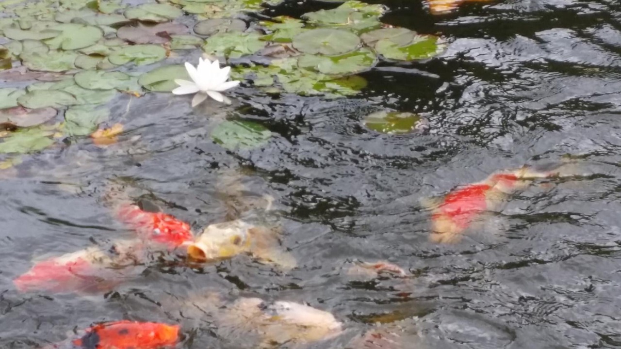 Photo of Outdoor in Fleurie