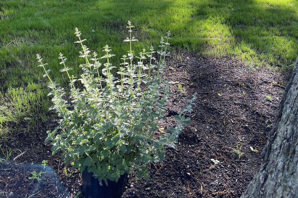 Photo of Outdoor in Remsenburg