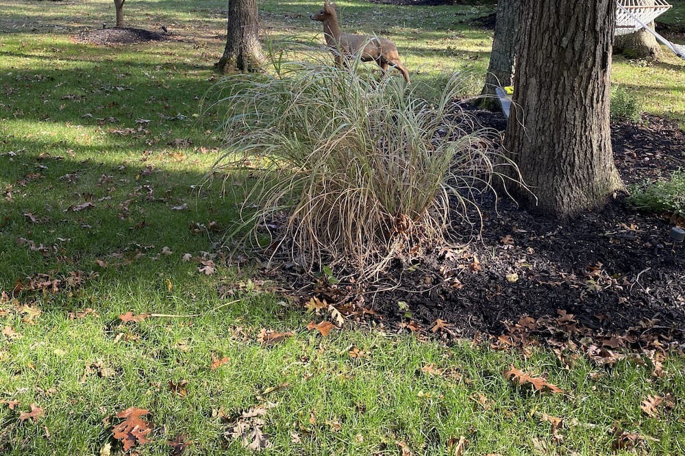 Photo of Outdoor in Remsenburg