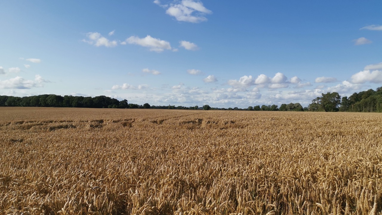 Photo of Others in Exelby