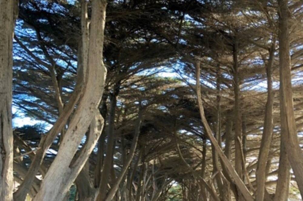 Photo of Others in Blairgowrie