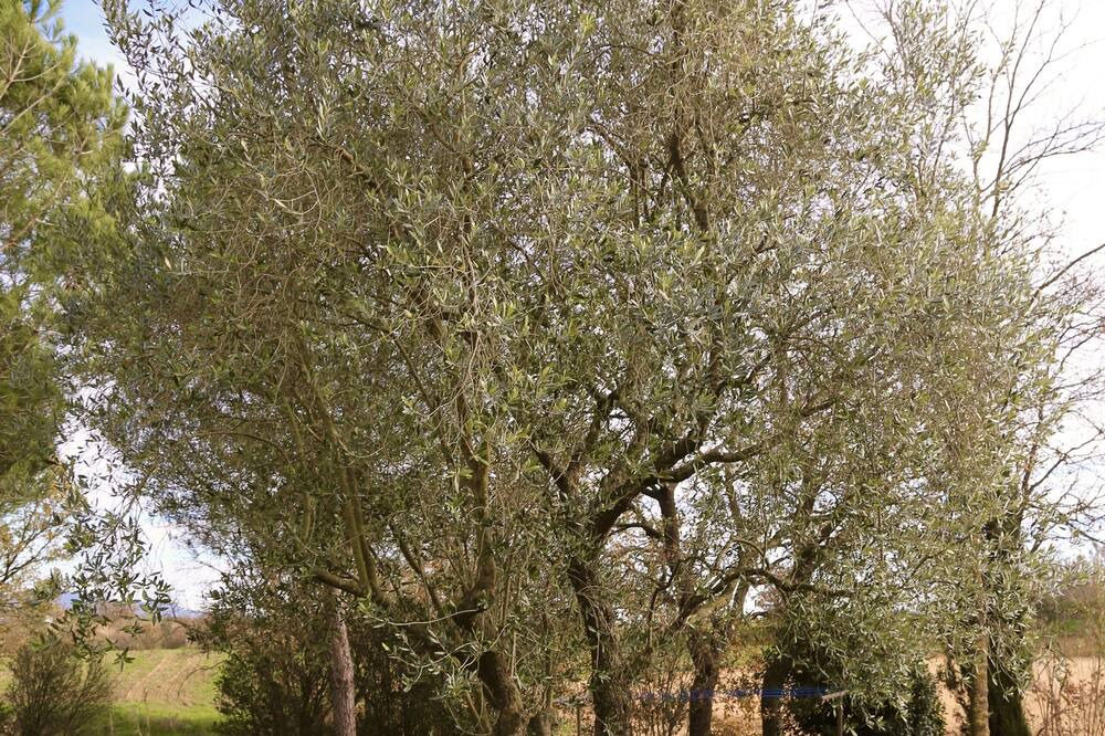 Photo of Outdoor in Llagostera