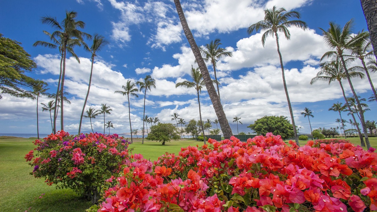 Photo of Outdoor in Kihei