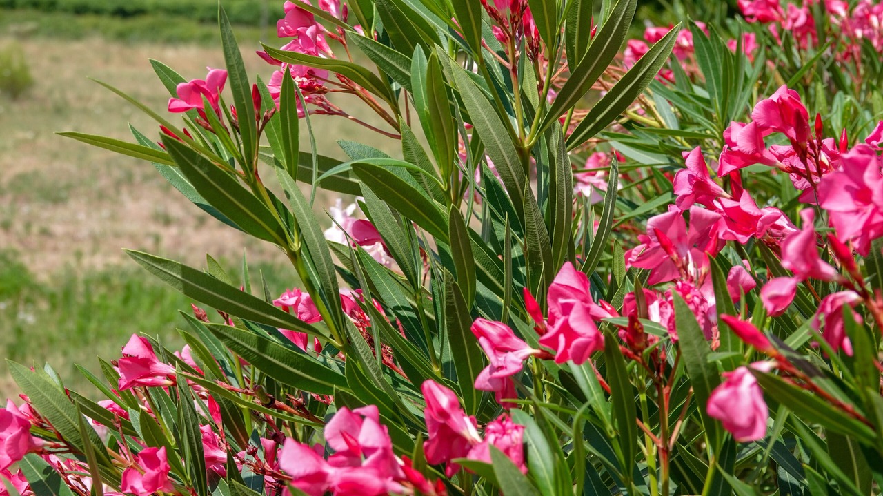 Photo of Outdoor in Cazouls-les-Beziers