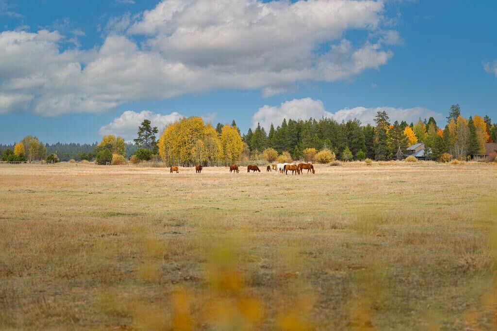 Photo of Others in Deer Park