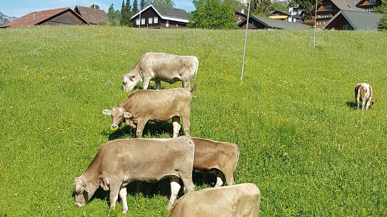 Photo of Others in Wildhaus