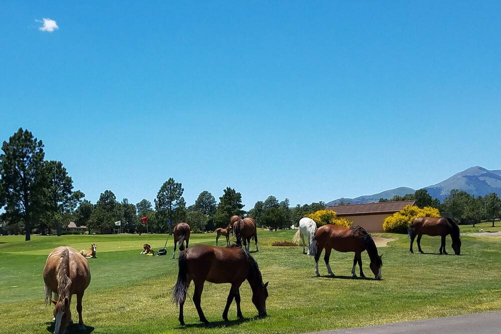 Photo of Others in Ruidoso