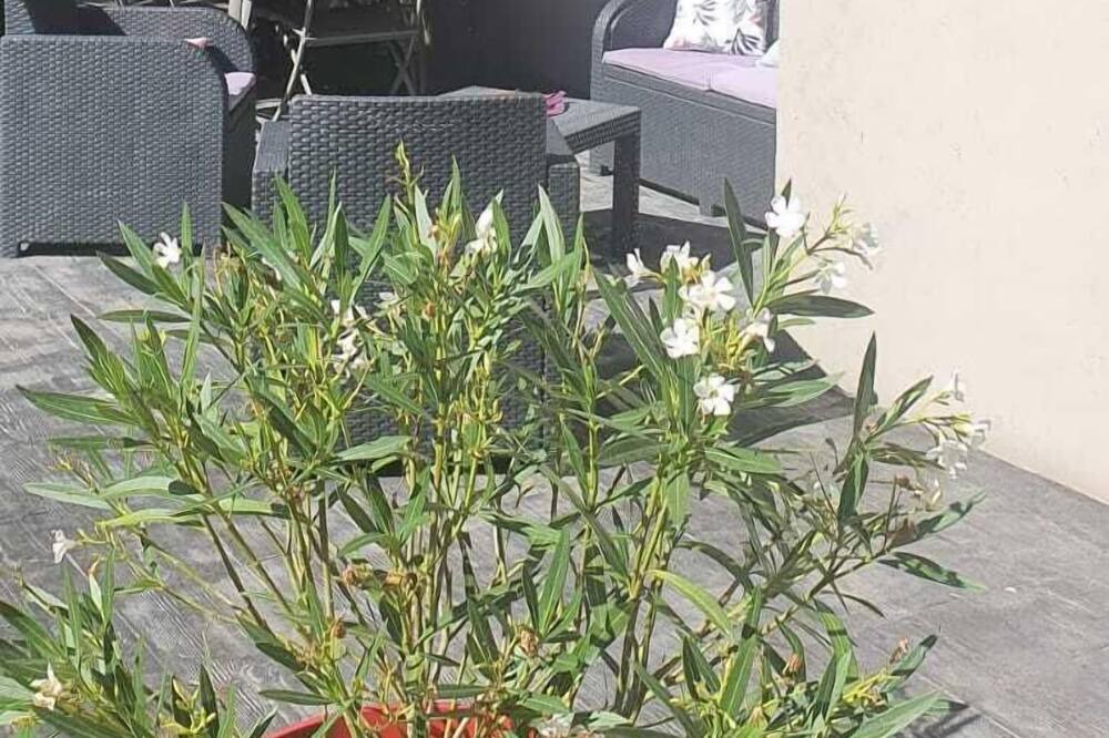 Photo of Others in Somloire