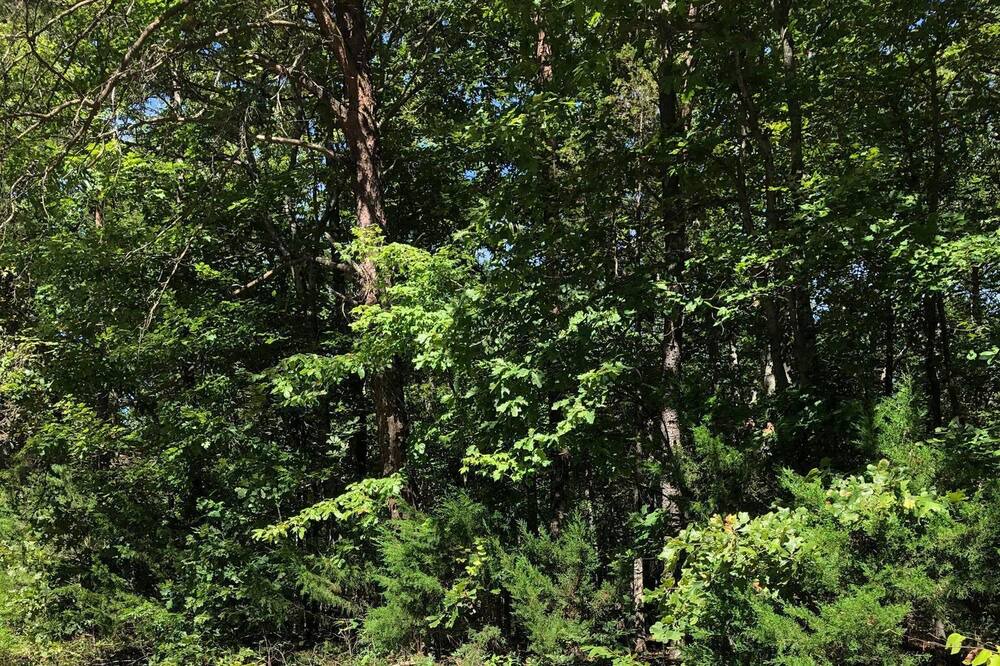 Photo of Outdoor in Gladstone