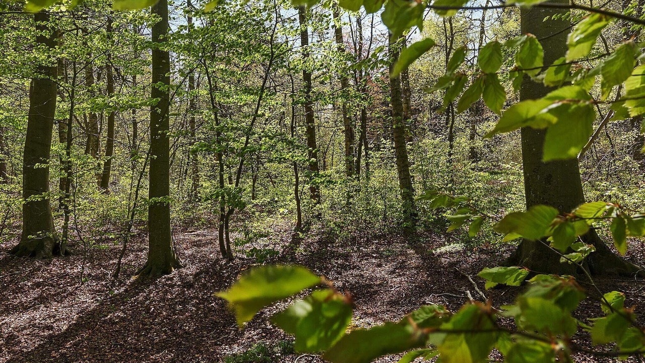 Photo of Outdoor in Ronne