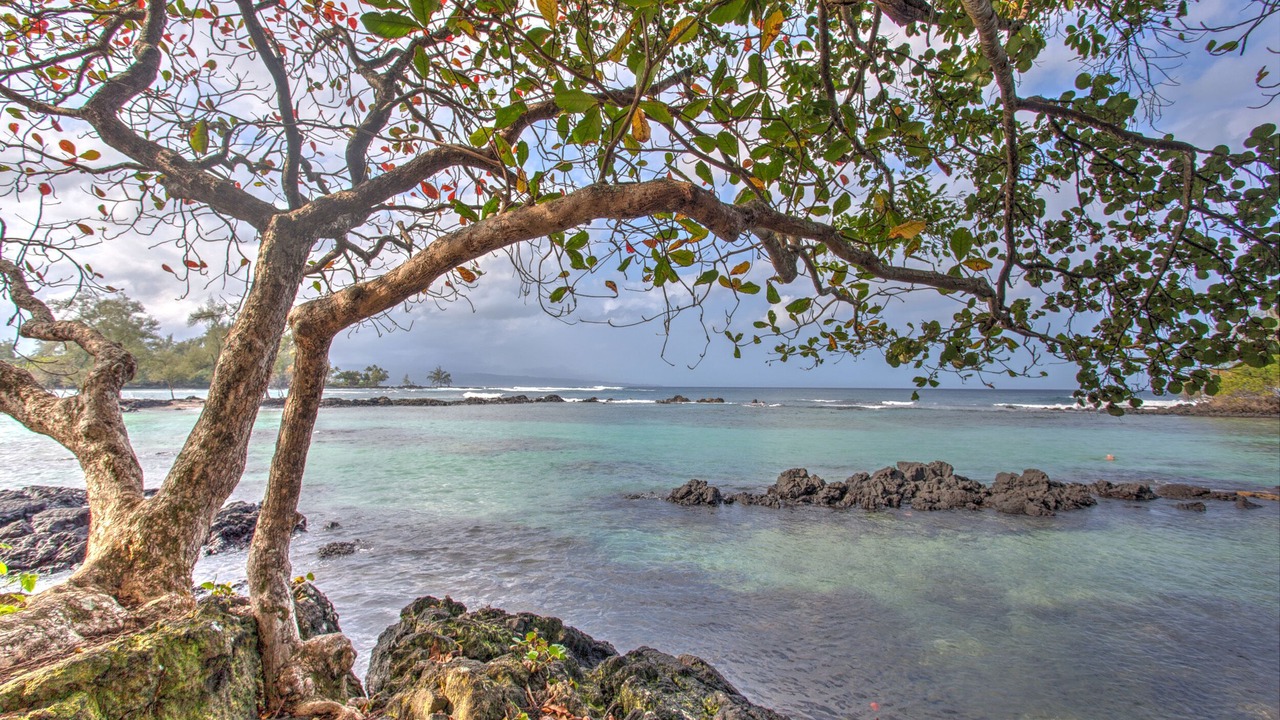 Photo of Others in Hilo