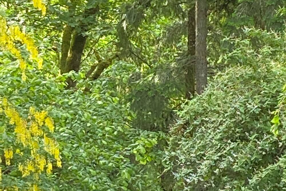 Photo of Outdoor in East Renton Highlands