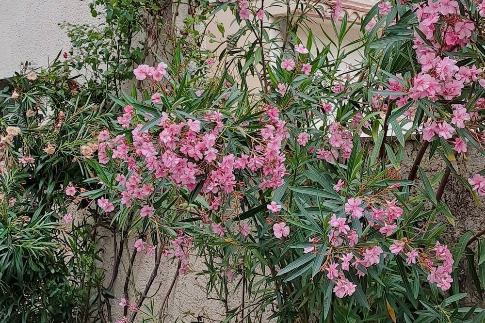 Photo of Outdoor in Saint-Clar