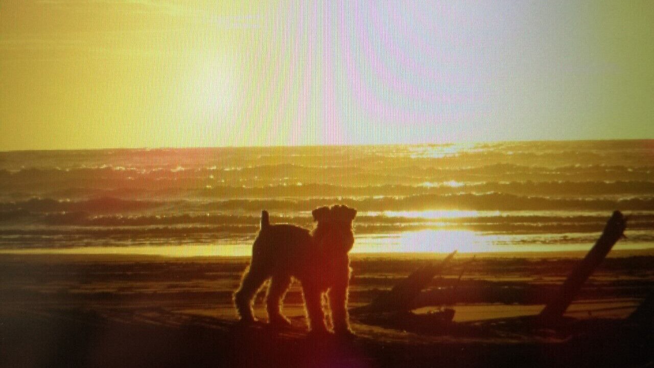 Photo of Others in Himatangi Beach