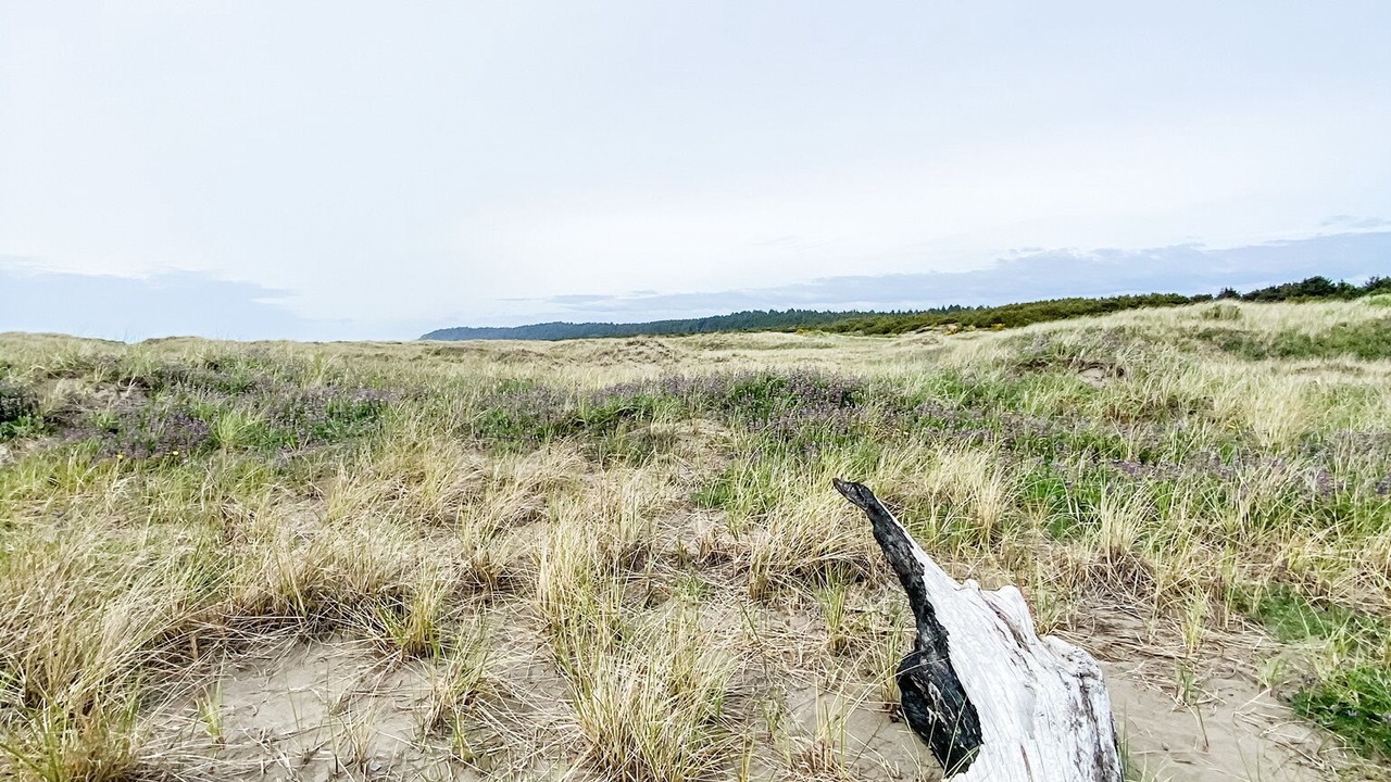 Photo of Others in Copalis Beach