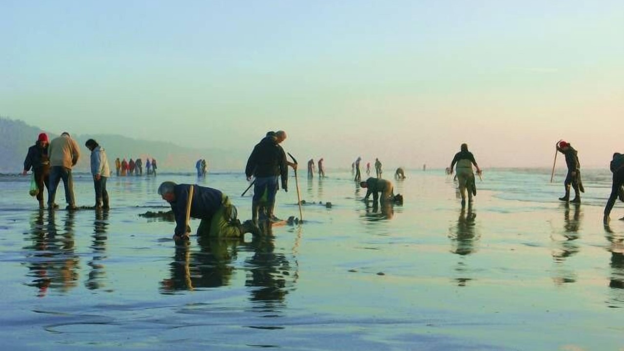 Photo of Others in Copalis Beach