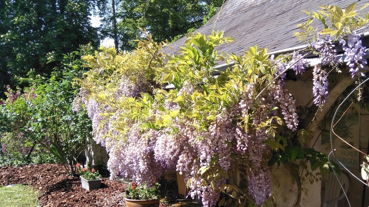 Photo of Outdoor in Saumur